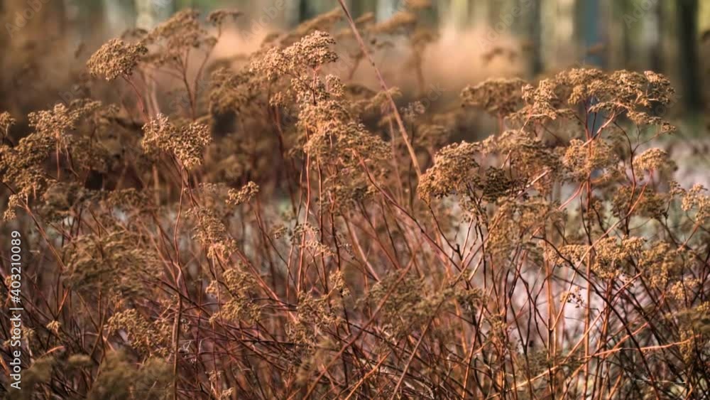 The buds of the Spiraea Japonica shrub in the middle of snowless winter. Low winter sunlight. Close-up trucking shot. The warmest abnormal winter for 130 years in Russia. Jan 2020, St. Petersburg The buds of the Spiraea Japonica shrub in the middle of snowless winter. Low winter sunlight. Close-up trucking shot. The warmest abnormal winter for 130 years in Russia. Jan 2020, St. Petersburg