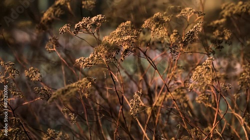 The buds of the Spiraea Japonica shrub in the middle of snowless winter. Low winter sunlight. Close-up trucking shot. The warmest abnormal winter for 130 years in Russia. January 2020, Sosnovka Park,  photo