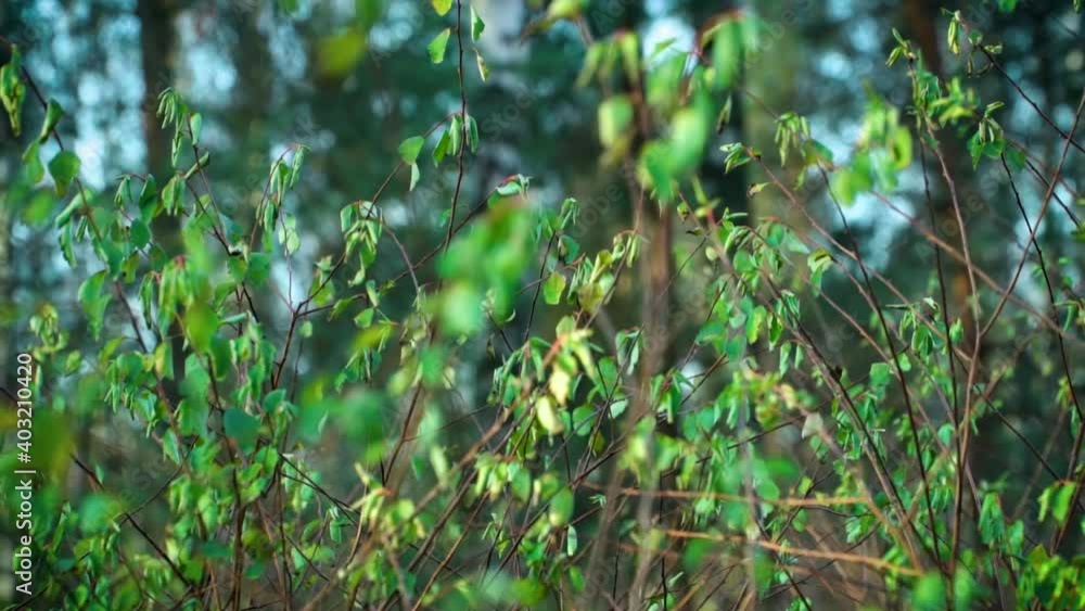 Young green sparse leaves on bare bushes in the middle of snowless winter. Low winter sunlight. Trucking shot. The warmest abnormal winter for 130 years in Russia. January 2020, St. Petersburg Young green sparse leaves on bare bushes in the middle of snowless winter. Low winter sunlight. Trucking shot. The warmest abnormal winter for 130 years in Russia. January 2020, St. Petersburg