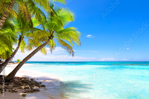 Fototapeta Naklejka Na Ścianę i Meble -  Coconut Palm trees on white sandy beach in Punta Cana, Dominican Republic.