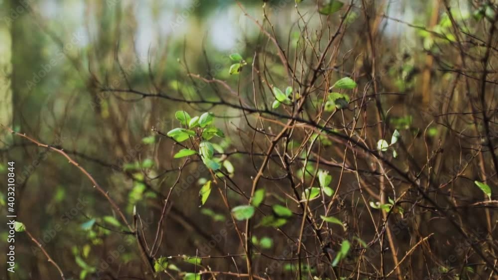 Young green sparse leaves on bare bushes in the middle of snowless winter. Low winter sunlight. Close-up. The warmest abnormal winter for 130 years in Russia. January 2020, St. Petersburg Young green sparse leaves on bare bushes in the middle of snowless winter. Low winter sunlight. Close-up. The warmest abnormal winter for 130 years in Russia. January 2020, St. Petersburg