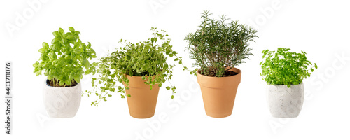 Potted aromatic food herbs collection for garden or home. Basil, rosemary, oregano, parsley plants in clay pots isolated on white background