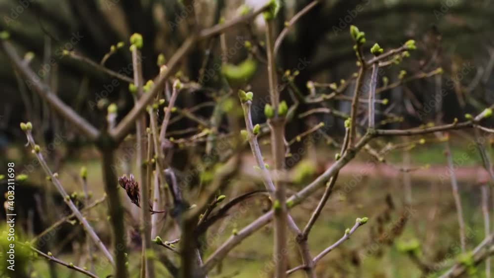 Lilac buds in the middle of snowless winter. Close-up. The warmest abnormal winter for 130 years in Russia. January 2020, Sosnovka Park, St. Petersburg, Russia. Lilac buds in the middle of snowless winter. Close-up. The warmest abnormal winter for 130 years in Russia. January 2020, Sosnovka Park, St. Petersburg, Russia.