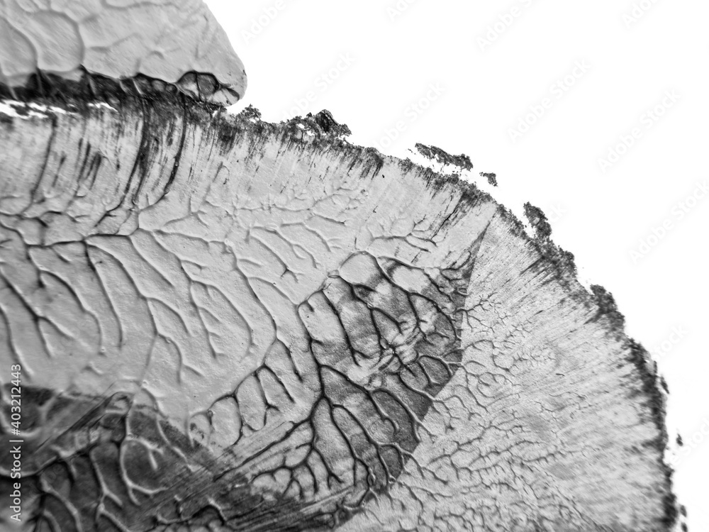 The black white acrylic painting texture background The black white acrylic painting texture background