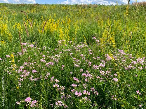 flowers in the field