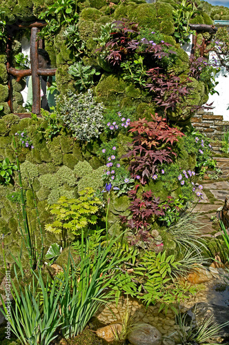 Detail of a Japanese Moss Garden with small Acers, Iris’s and Asters