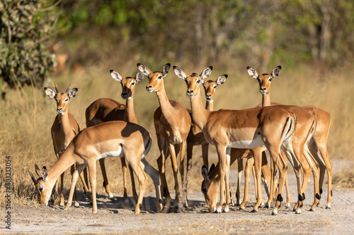 Herd of impala standing together alert in Khwai Okavango Delta in Botswana