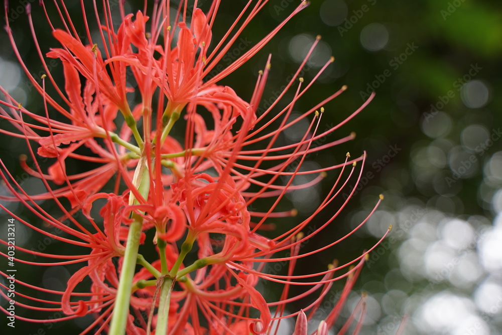 Cluster amaryllis, Red Spider lily, Cluster belladonna, Red flower Called Cluster amaryllis, Red Spider lily, Cluster belladonna, Red flower Called