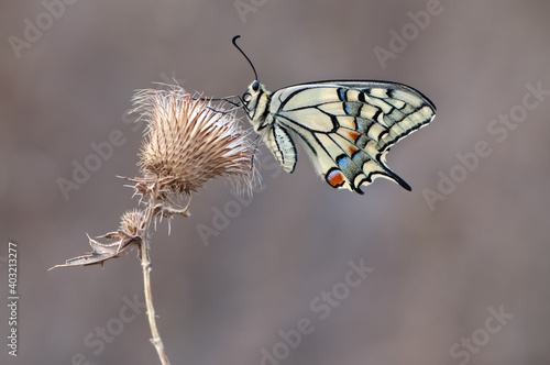 Wonderful butterfly Papilio machaon on a summer day basking in the dry grass © NATALYA
