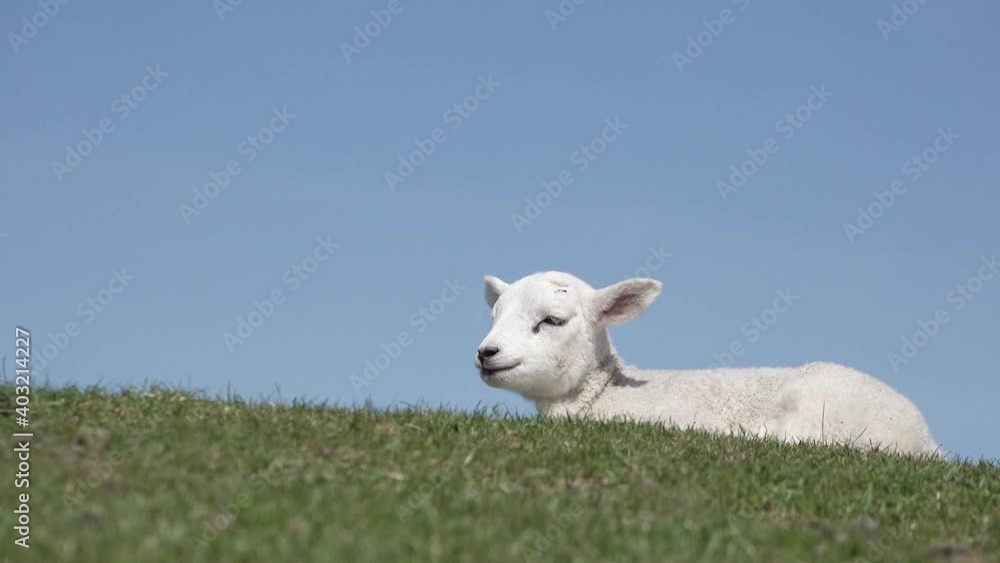 cute white lamb lying on meadow and chewing cute white lamb lying on meadow and chewing