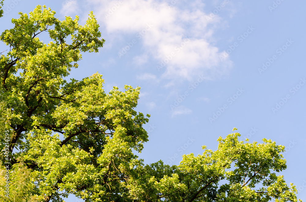 Beautiful Spring forest. Young green leaves of the oak trees against bright spring blue sky and sun rises. Beautiful Spring forest. Young green leaves of the oak trees against bright spring blue sky and sun rises.