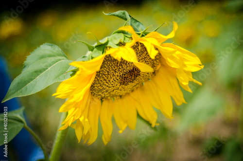 Lonely sunflower in a field with a blurred background. Summer, August