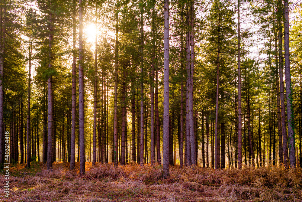 Obraz premium Pine trees centre-jour, New Forest National Park, England.