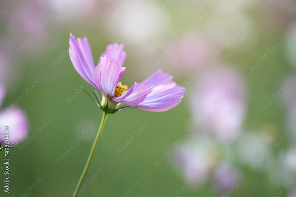 Close up of pink cosmos flowers blooming in garden Close up of pink cosmos flowers blooming in garden