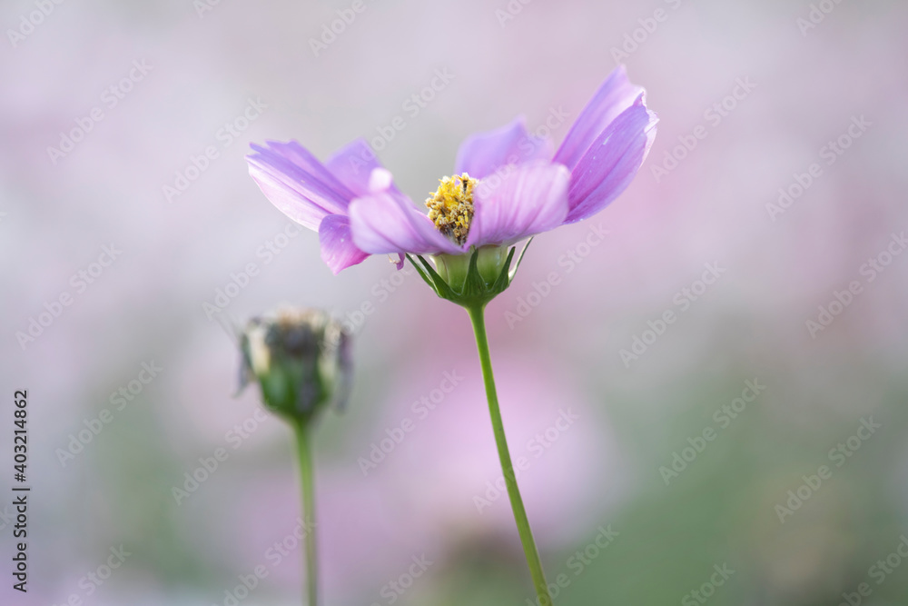 Close up of pink cosmos flowers blooming in garden Close up of pink cosmos flowers blooming in garden