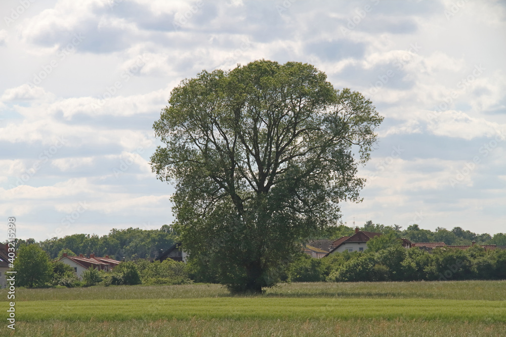 Fototapeta premium Wiese mit Baum