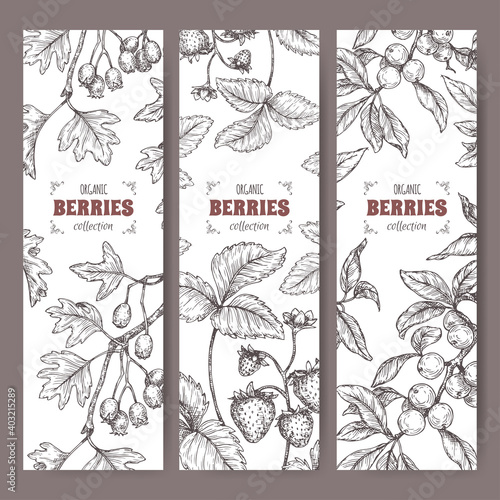 Three labels with Hawthorn, Blackthorn and Garden Strawberry branch sketch. Berry fruits series.
