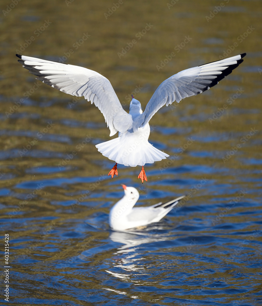Black-headed gulls in winter plumage in Kelsey Park, Beckenham, Greater London. Gull in flight over the lake with another bird on the water. Black-headed gulls (Chroicocephalus ridibundus), UK. Black-headed gulls in winter plumage in Kelsey Park, Beckenham, Greater London. Gull in flight over the lake with another bird on the water. Black-headed gulls (Chroicocephalus ridibundus), UK.
