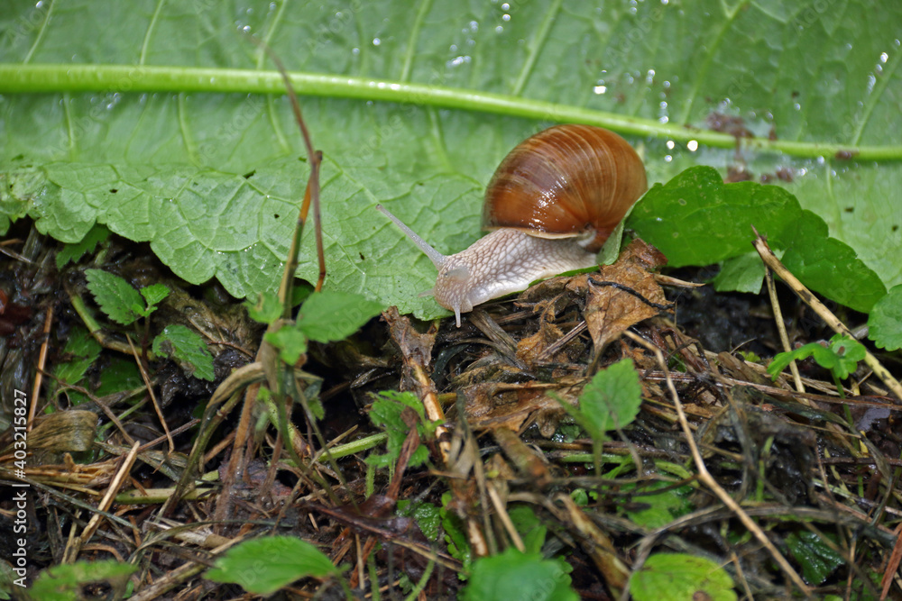 Gastropoda