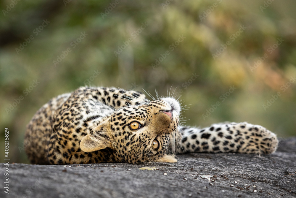 Playful leopard cub lying on a large rock in Kruger Park in South Africa - obrazy, fototapety, plakaty 