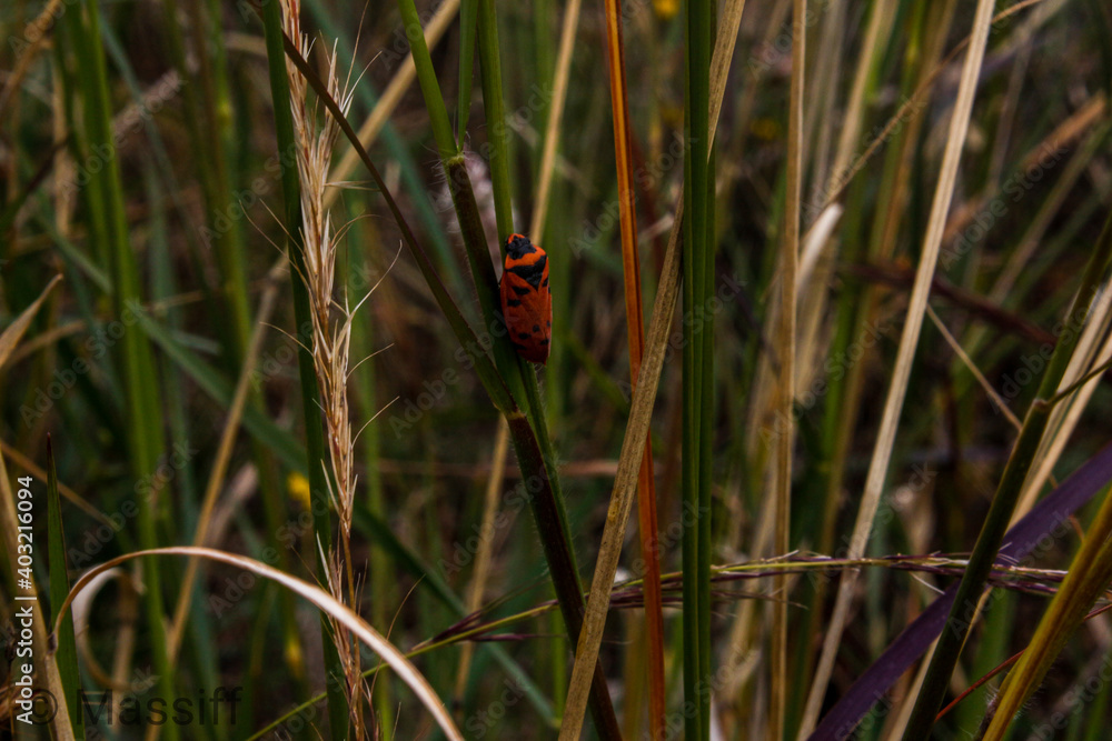 Obraz premium ladybug on a grass