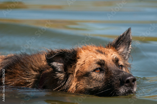 фотографія Sparky the dog swimming