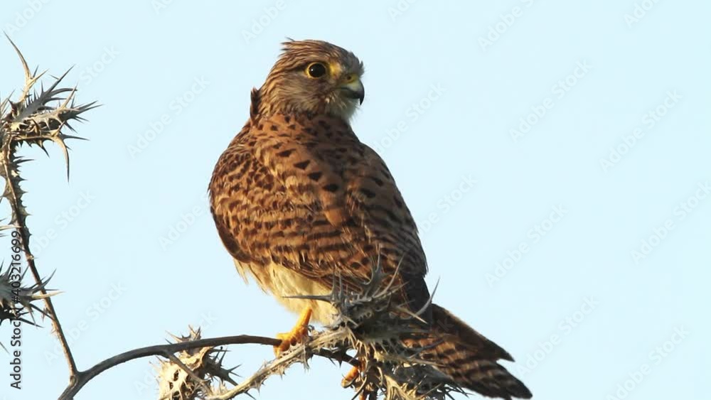 juvenile Common kestrel (Falco tinnunculus)Stands on a bush juvenile Common kestrel (Falco tinnunculus)Stands on a bush