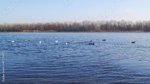 Nature photo frozen lake with ducks. Winter landscape on water.