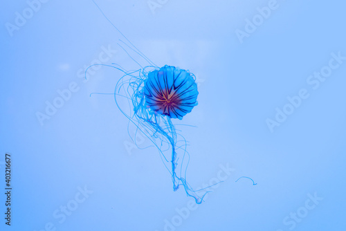 Fototapeta Naklejka Na Ścianę i Meble -  Energetic jellyfish are floating in the ocean
