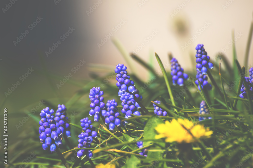 Obraz premium Muscari spring awakening among the first flowers, the blue bouquet opens