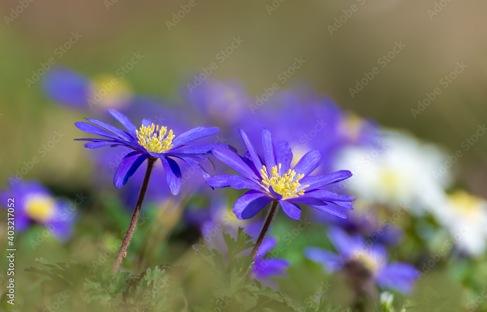 Obraz premium Anemone Blanda spring small flower as a ground cover can also be low, here blue and white, blurred background