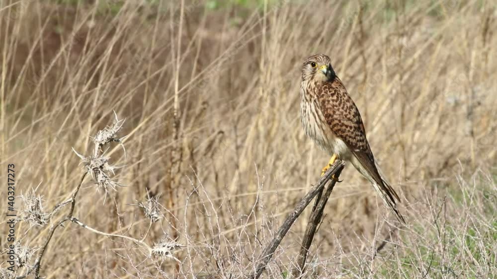 juvenile Common kestrel (Falco tinnunculus)Stands on a bush juvenile Common kestrel (Falco tinnunculus)Stands on a bush