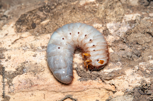 Xylotrupes gideon  larva on ground. photo