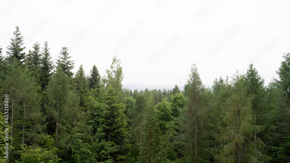 forest in the morning forest in the morning