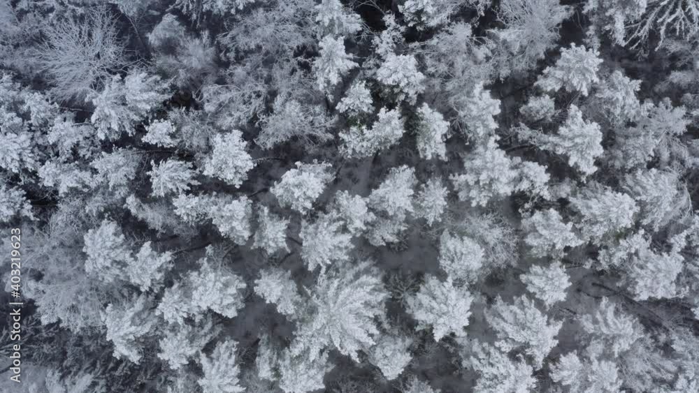Aerial top down view flyover beautiful winter forest. Spruce and pine frosty trees covered with snow. Winter nature, frozen white tree tops. Aerial top down view flyover beautiful winter forest. Spruce and pine frosty trees covered with snow. Winter nature, frozen white tree tops.