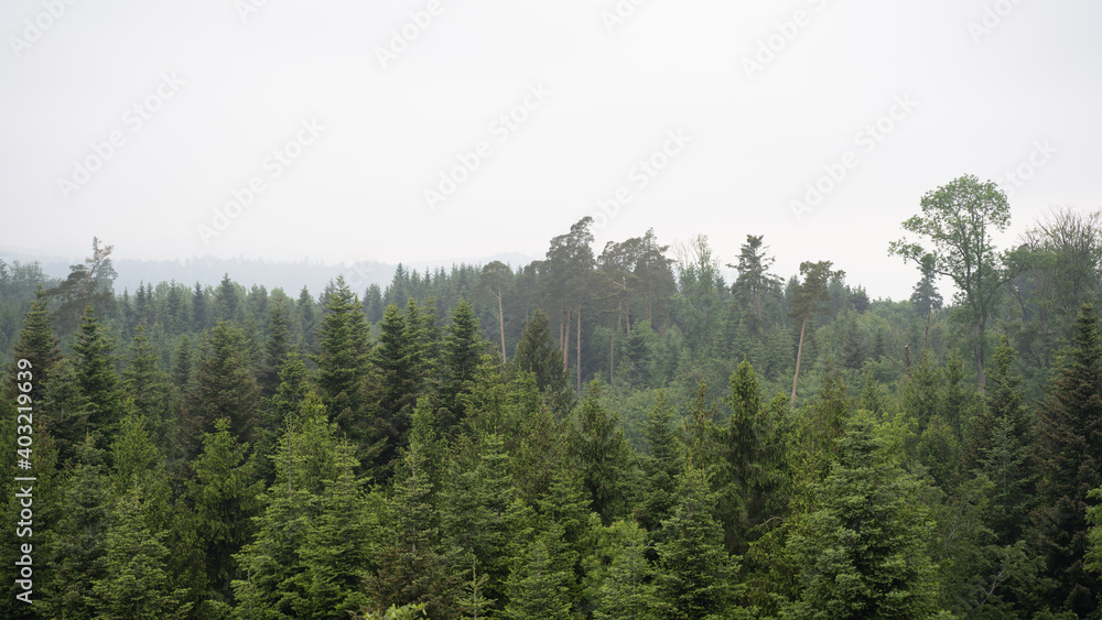 morning in the forest morning in the forest