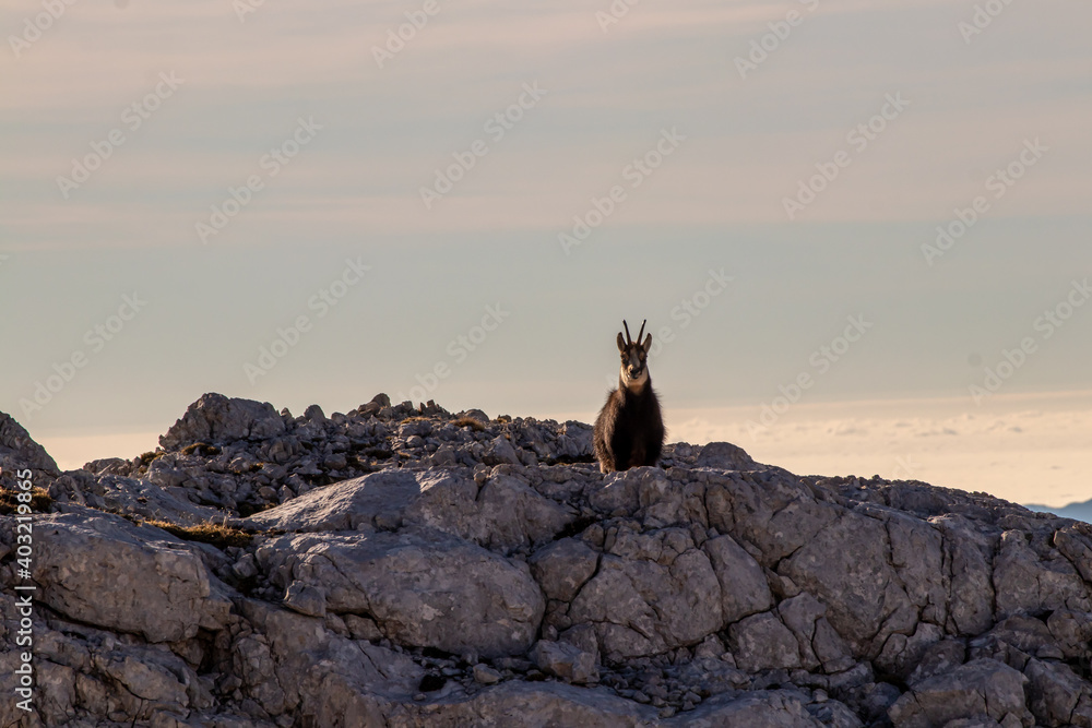 Chamois in high Bohinj mountains	