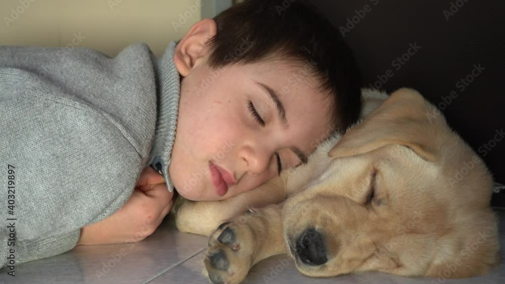 Child sleeps on his labrador retriever puppy at home Child sleeps on his labrador retriever puppy at home