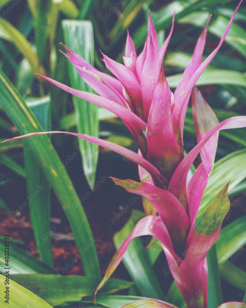 photo of artistic bromeliad plants colorful in the garden