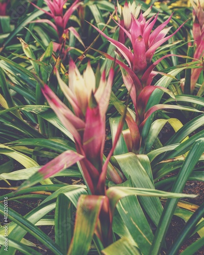 Slika na platnu photo of artistic bromeliad plants colorful in the garden
