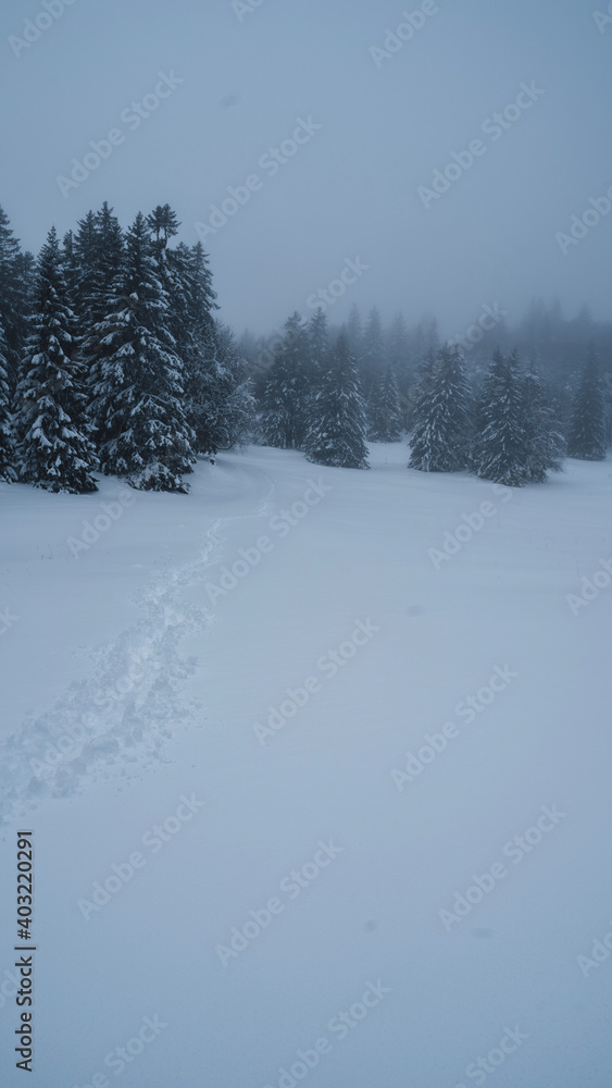 Obraz premium snow covered trees