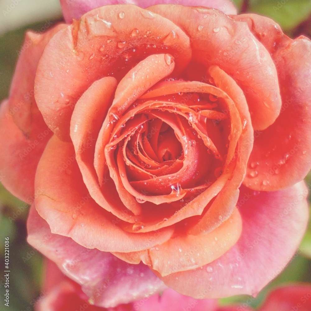 photo of artistic orange rose in the garden