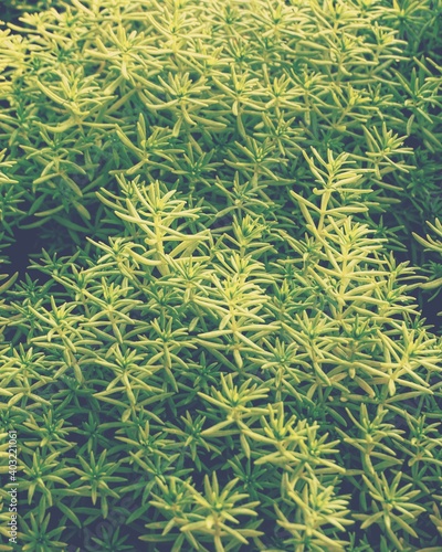 photo of artistic gold moss sedum in the garden