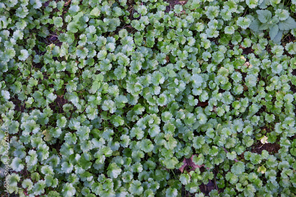 green background green background