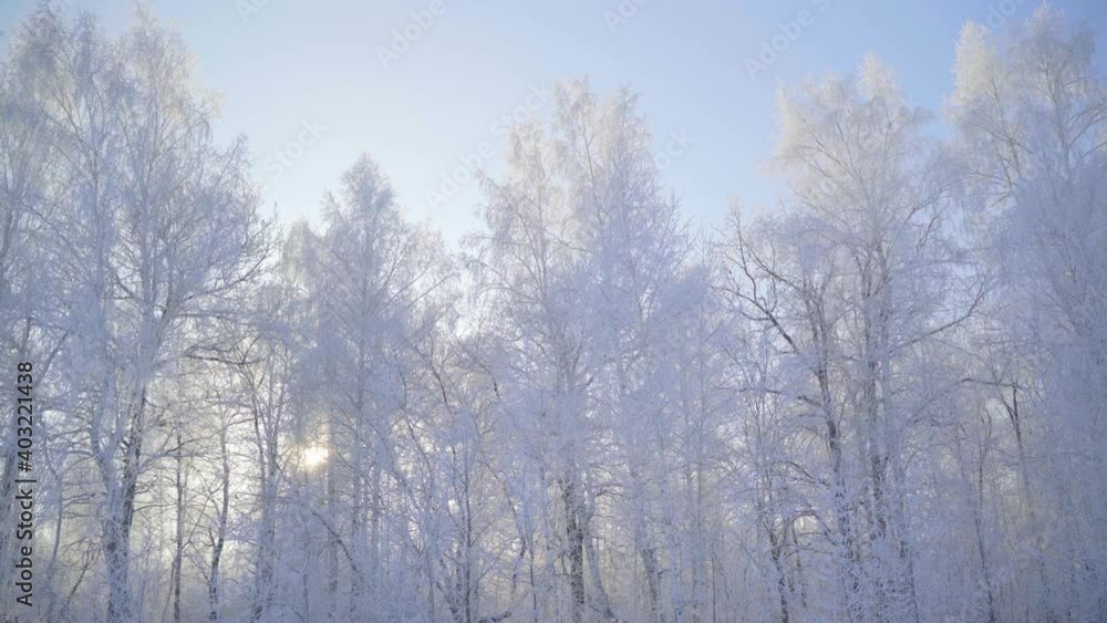 Walk through the winter forest with snow-covered trees on a beautiful frosty morning. No people Walk through the winter forest with snow-covered trees on a beautiful frosty morning. No people