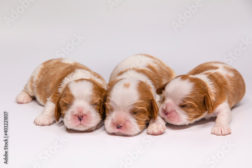 1 week old puppys of breed Cavalier King Charles Spaniel