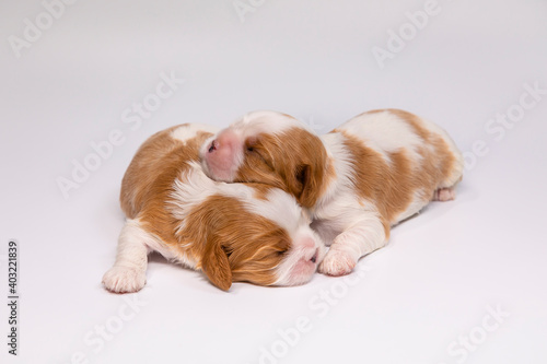 1 week old puppys of breed Cavalier King Charles Spaniel