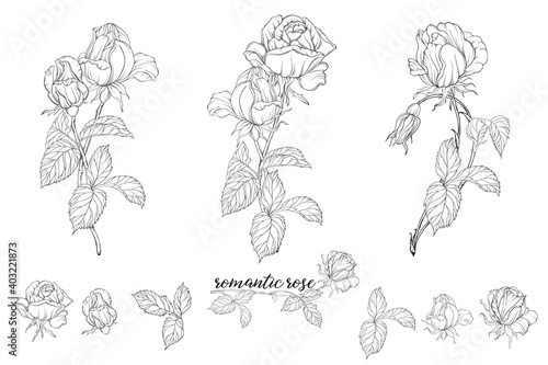 Vector set of flower compositions with rose flowers.