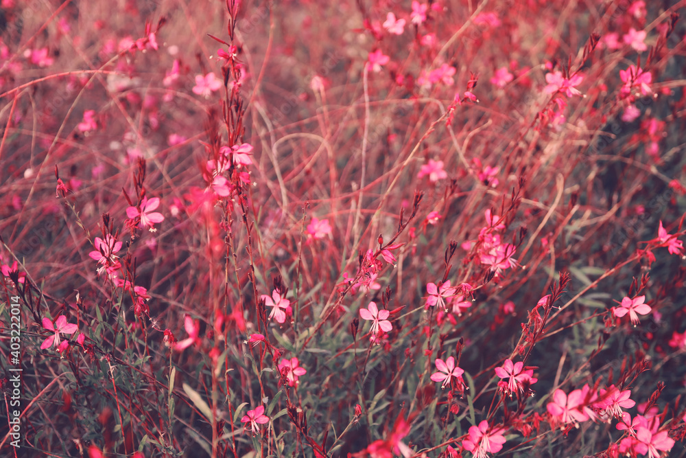 abstract dreamy photo of meadow with wildflowers. abstract dreamy photo of meadow with wildflowers.