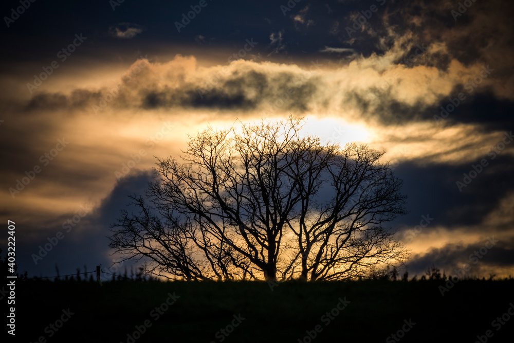 Dramatic sky over silhouetted tree in English countryside